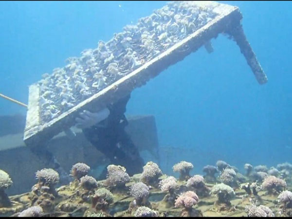 インドネシア・フローレス島産の珊瑚（サンゴ）10粒直径約35mmB-